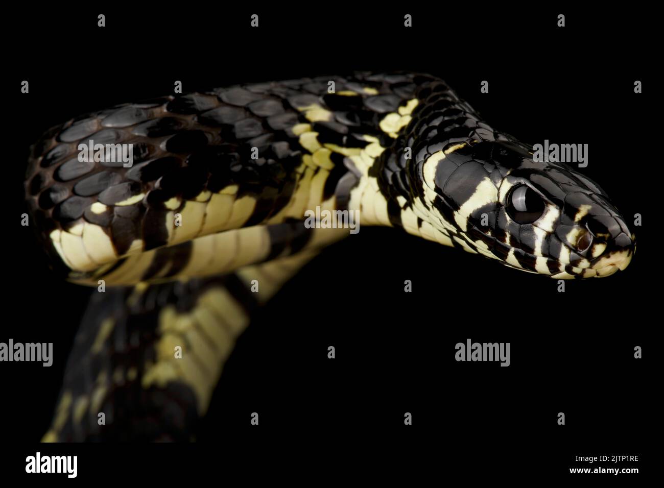 Serpent de poulet tropical (Spilotes megalolepis) Banque D'Images