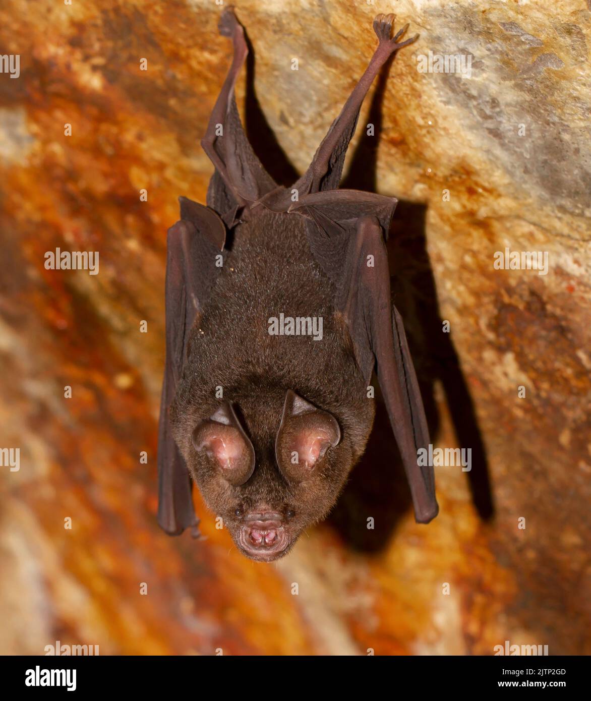 Chauve-souris dans une grotte ; micro-chauve-souris dans la grotte ; chauve-souris se reposant dans une grotte, chauve-souris au repos ; micro-chauve-souris de Galle, Sri Lanka; Banque D'Images