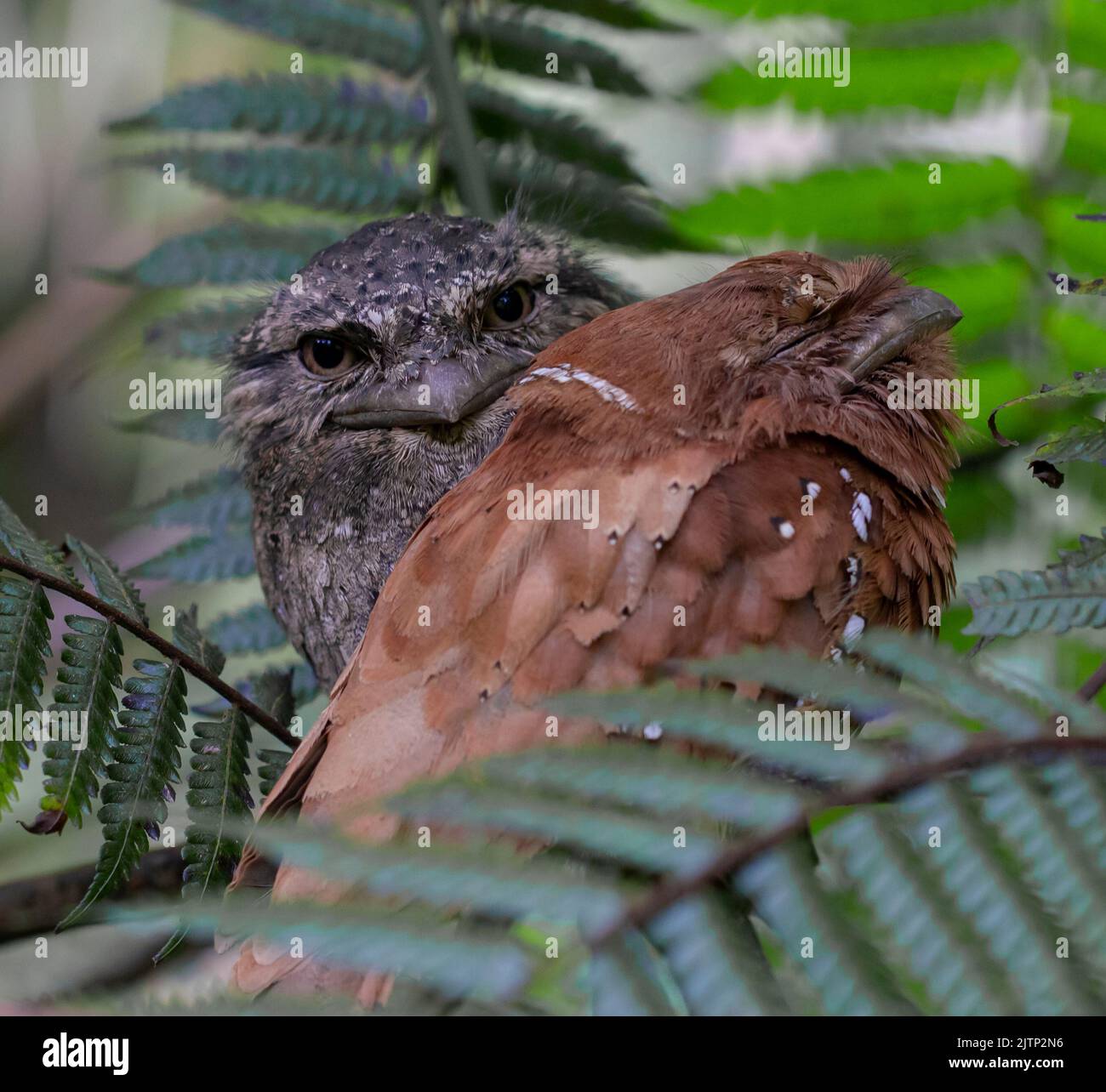 Oiseau à mouche ; hibou ; oiseau reposant sur une branche ; oiseaux perchés sur une branche ; oiseaux amoureux sur une branche ; mouche de Ceylan de la forêt tropicale Sinharaja Sri Lanka Banque D'Images