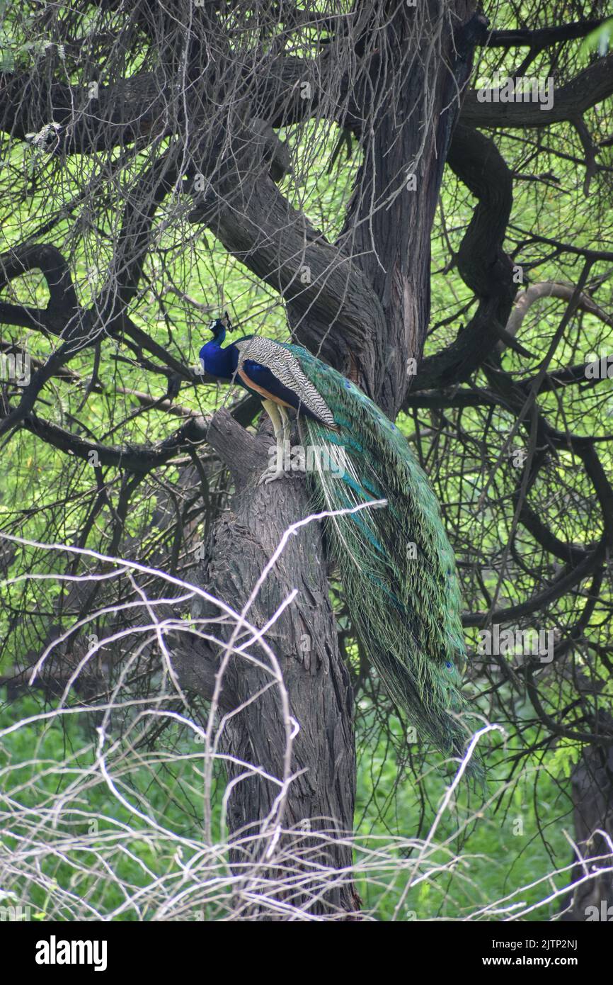 Paon indien assis sur l'arbre et prenant le repos. Banque D'Images