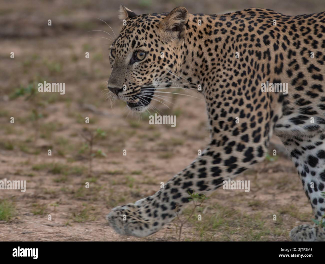 Léopard au soleil ; léopard marchant sous la lumière du soleil ; léopard en lumière dorée ; léopard sri-lankais provenant du parc national de Yala. Banque D'Images