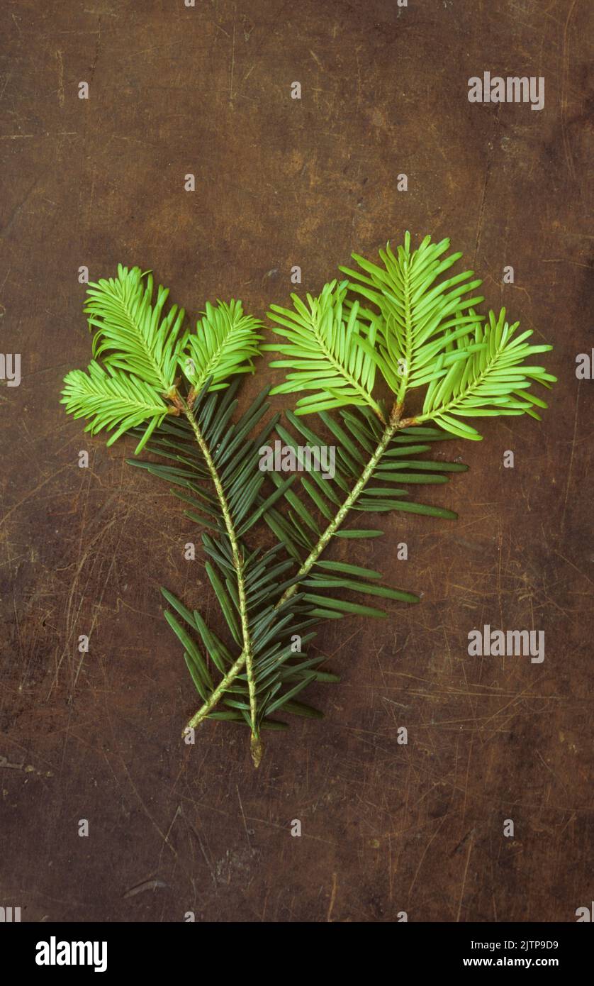 Deux branches de sapin commun d'argent ou d'Abies alba montrant les années précédentes aiguilles vert foncé et ce printemps aiguilles vert clair Banque D'Images