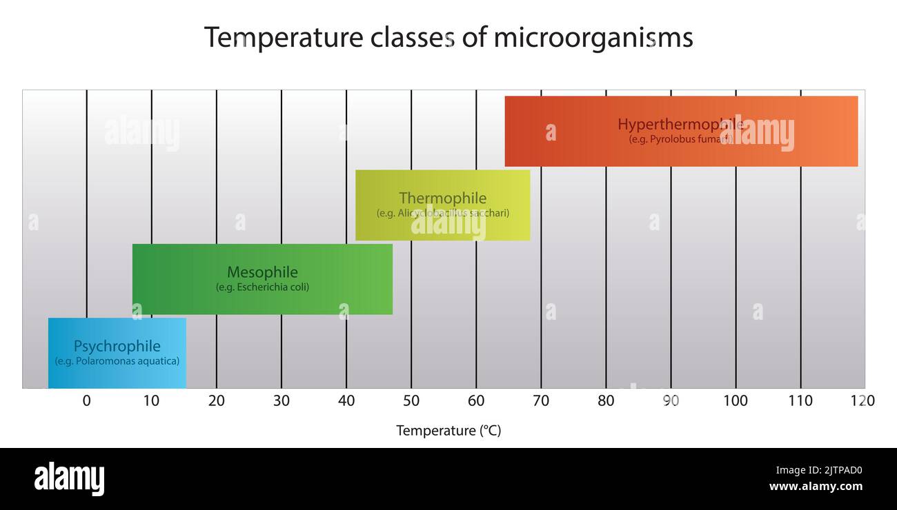 Diagramme de la classification des micro-organismes par température de croissance optimale - psychrophile, mésophile, tremophile et hyperthermophile avec des exemples Illustration de Vecteur