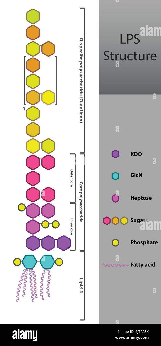 Schéma de la strcuture LPS - illustration schématique de la molécule lipopolysaccharide de la membrane cellulaire des bactéries Gram négatives. Illustration de Vecteur