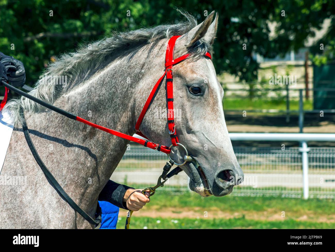 Portrait en profil d'un cheval arabe gris Banque D'Images