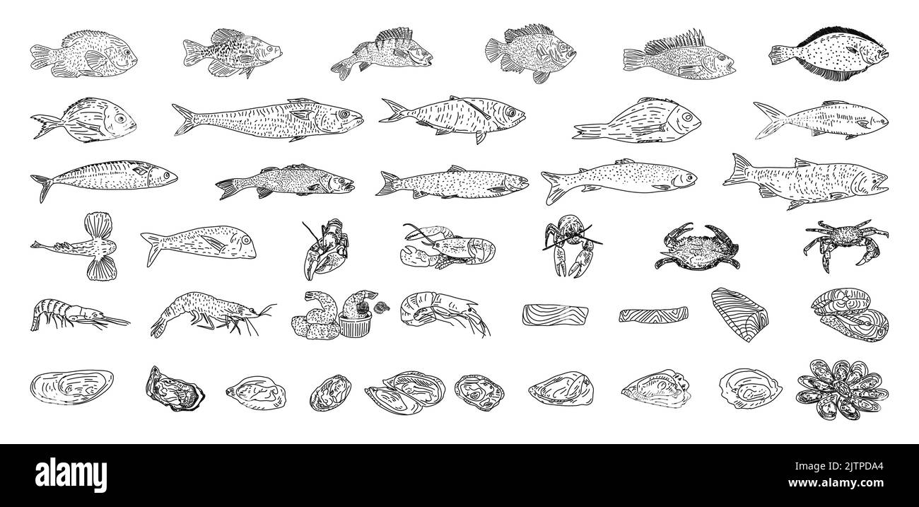 Illustrations vectorielles de fruits de mer. Set naturel de nourriture saine. Poissons de mer vectoriels dessinés à la main, huîtres, homard, poulpe, crabes, crevettes, filet de poisson. Illustration de Vecteur
