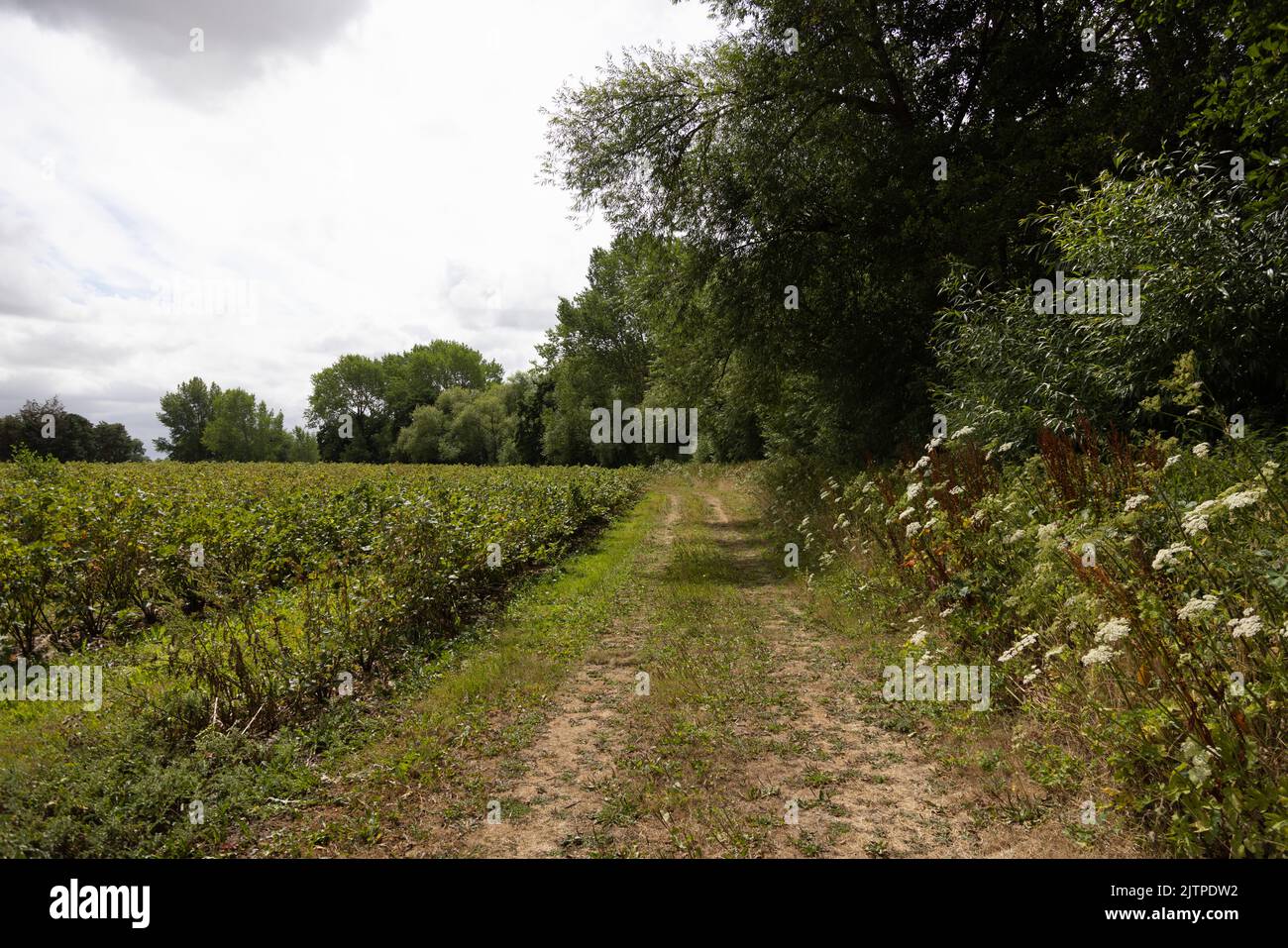 Les scientifiques de l'Agence de sécurité sanitaire du Royaume-Uni (UKHSA) recherchent une nouvelle vague de paludisme dans le Kent en Grande-Bretagne en mettant en place des pièges électroniques à moustiques. Banque D'Images
