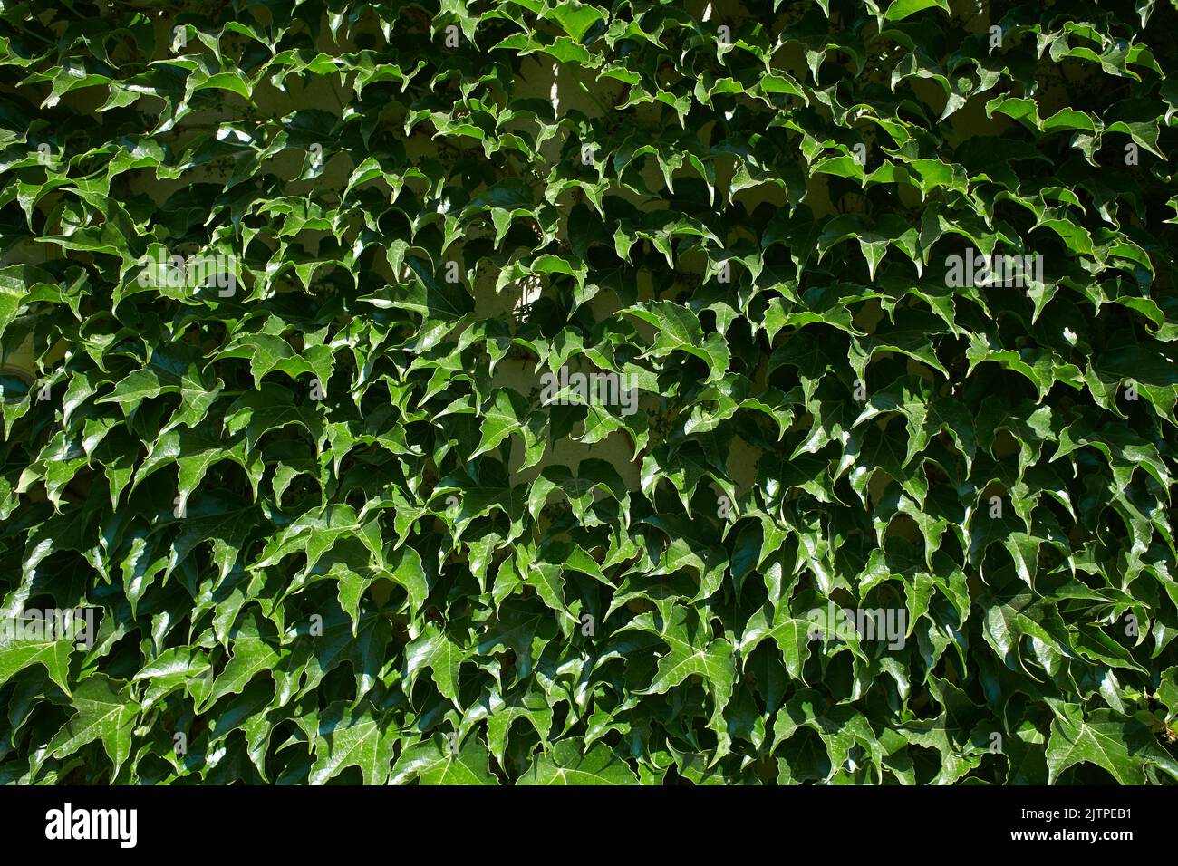 Tronc d'arbre d'escalade Ivy Vines sur fond vert. Banque D'Images