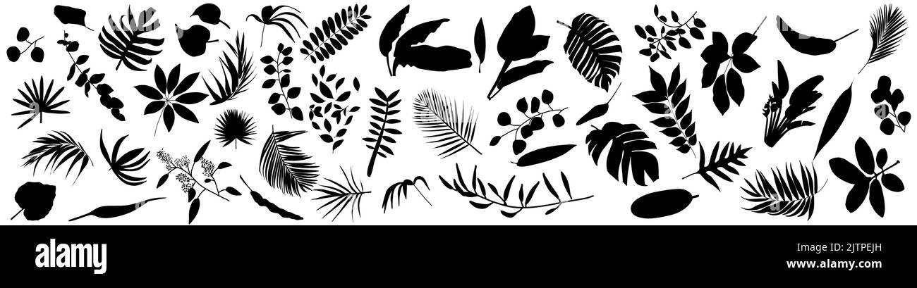Art mural botanique. Art mural minimal et naturel. Design pour l'emballage fond, imprimé, emballage, soins de santé, invitation, cartes, cosmétiques naturels Illustration de Vecteur