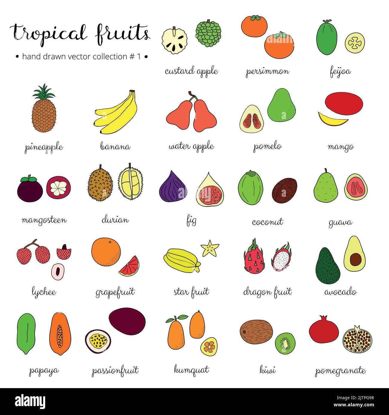 Fruits tropicaux dessinés à la main isolés sur fond blanc. Illustration de Vecteur