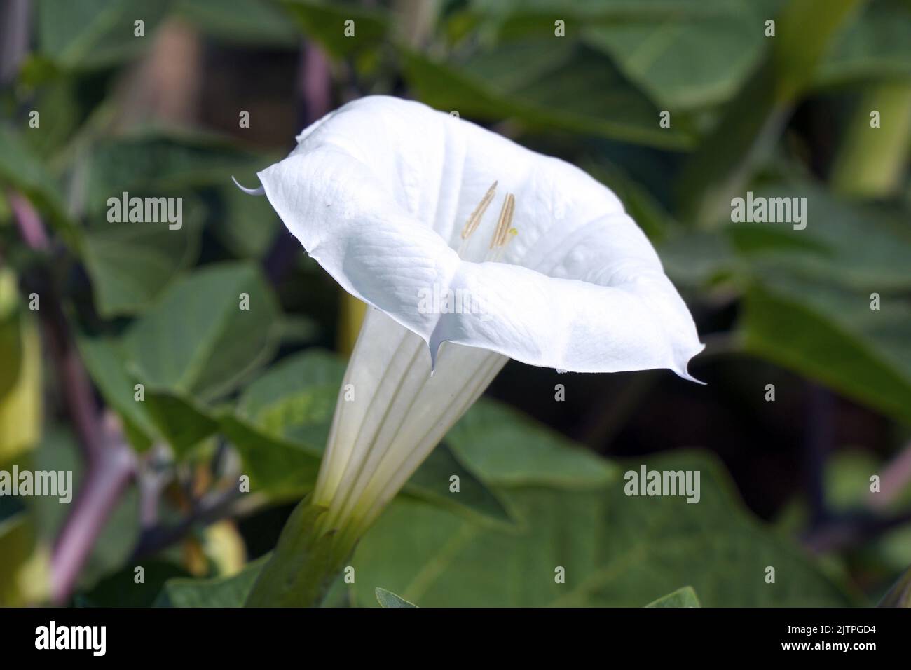 Fleurs de datura blanc dans le jardin. Mise au point sélective. Banque D'Images