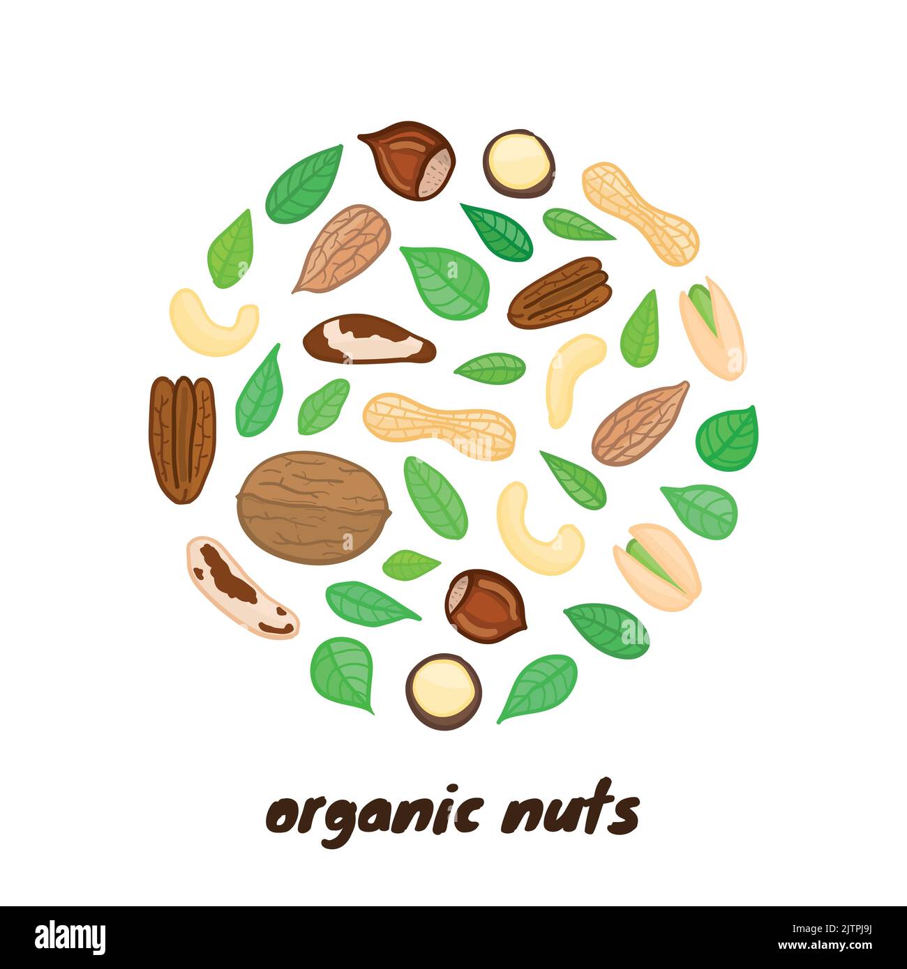 Noix et feuilles en forme de cercle colorées sur fond blanc. Illustration de Vecteur