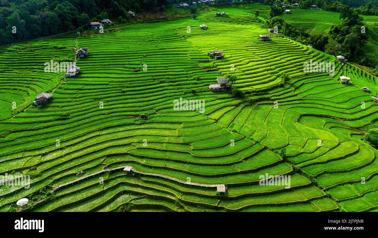 Vue aérienne de la terrasse du riz à Ban pa bong piang à Chiang mai, Thaïlande. Banque D'Images