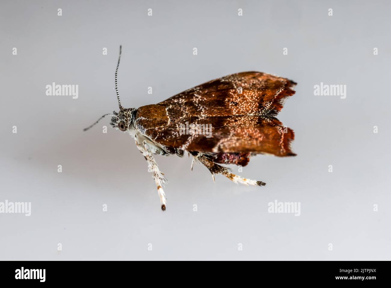 Squelette de feuilles de vigne (Choreutis nemorana) - papillon adulte sur fond neutre. Suffolk, septembre 2022. Banque D'Images
