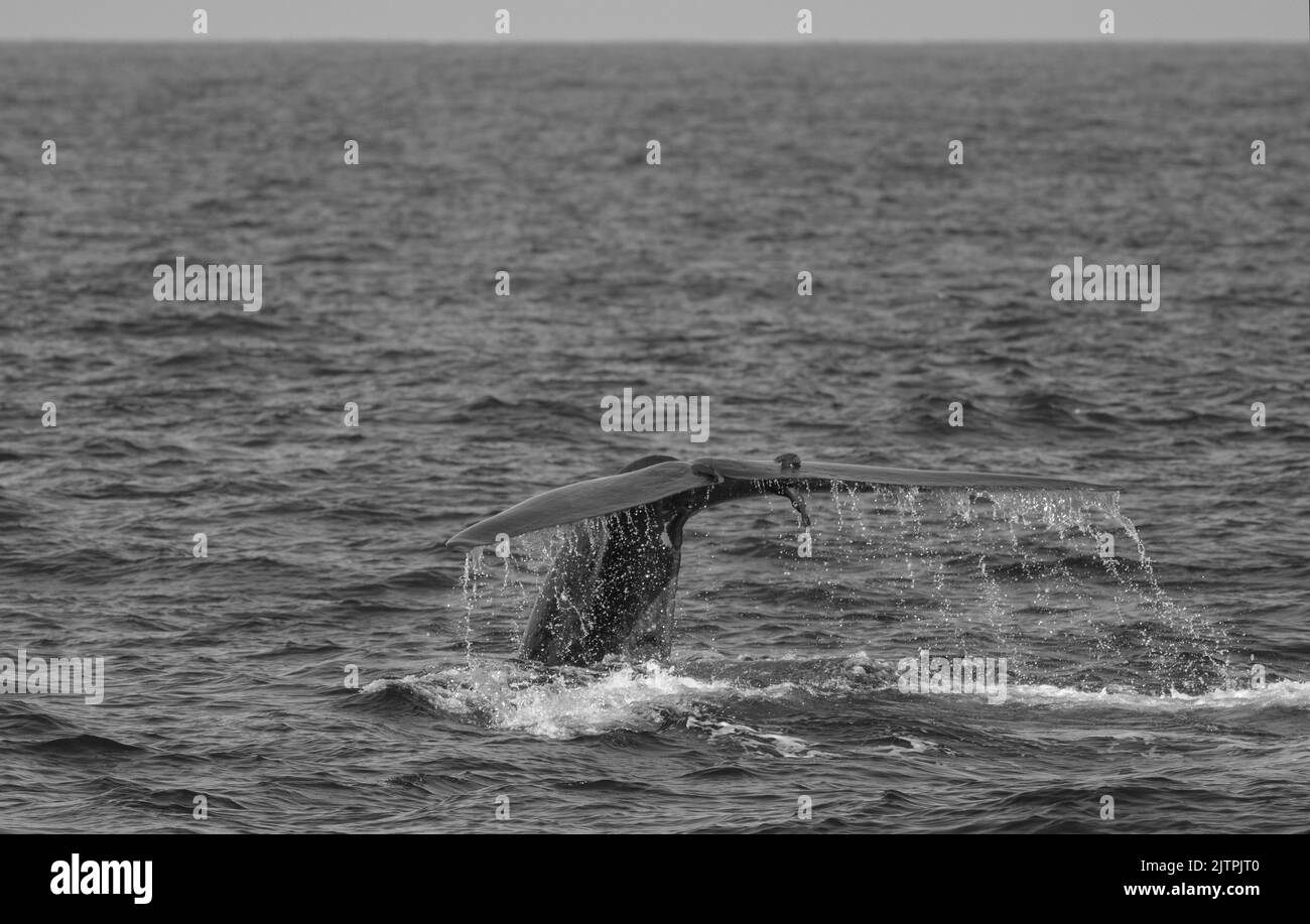 Baleine noire et blanche ; baleine noir et blanc ; baleine monochrome ; baleine de Fluking ; Une baleine bleue montrant son fluke juste avant de plonger en profondeur ; conte de baleine bleue Banque D'Images