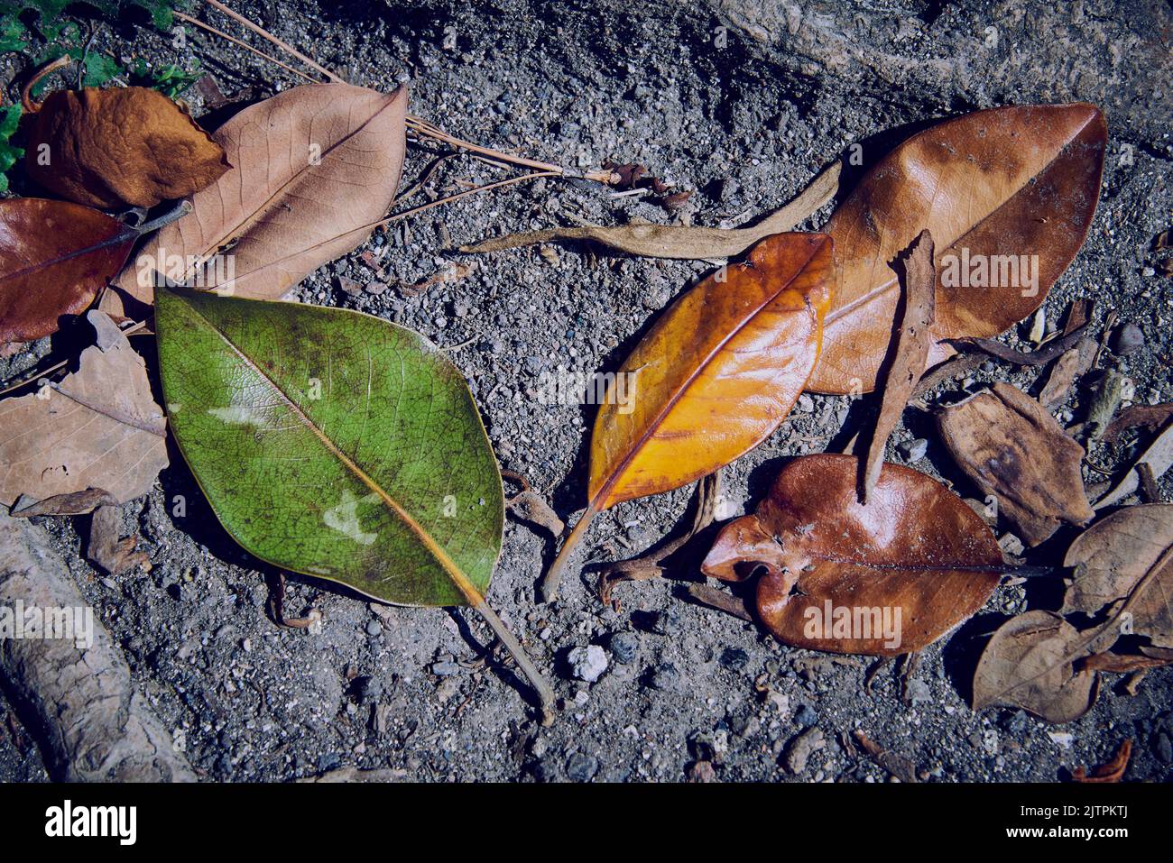 Feuilles de magnolia tombées sur un sol sec parmi les racines d'un arbre. Banque D'Images