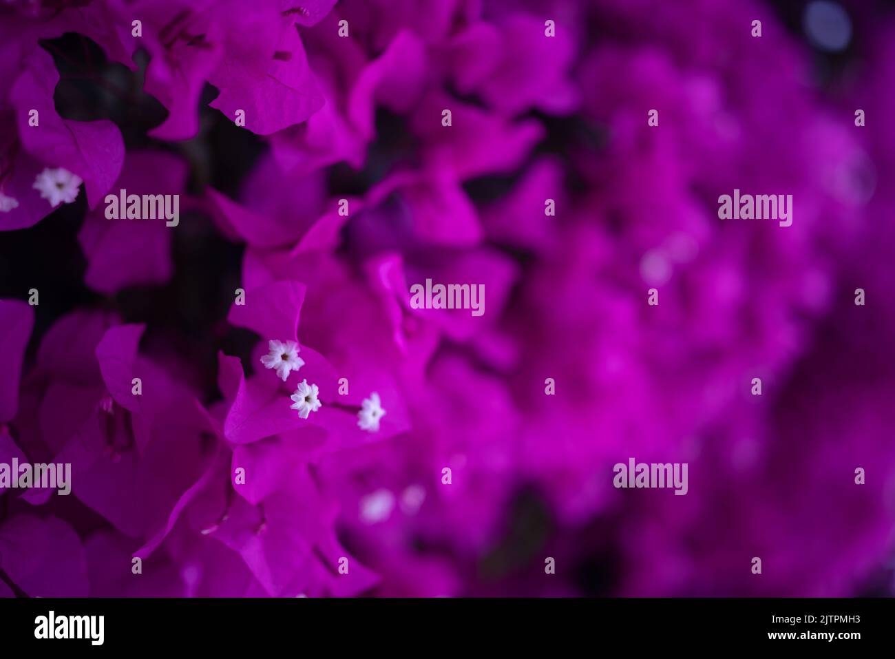 Photo principalement floue de fleurs bougainvilliers violets sur fond noir Banque D'Images