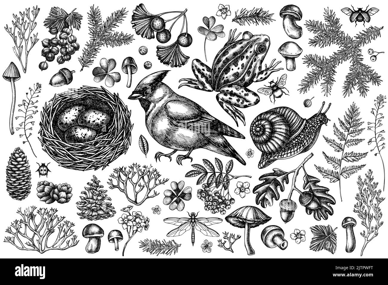 Collection mystérieuse d'illustrations vectorielles anciennes de forêt. Cirage noir et blanc, escargot, nid, grenouille de piscine, mousse, branche d'épinette, cônes de pin, champignons Illustration de Vecteur