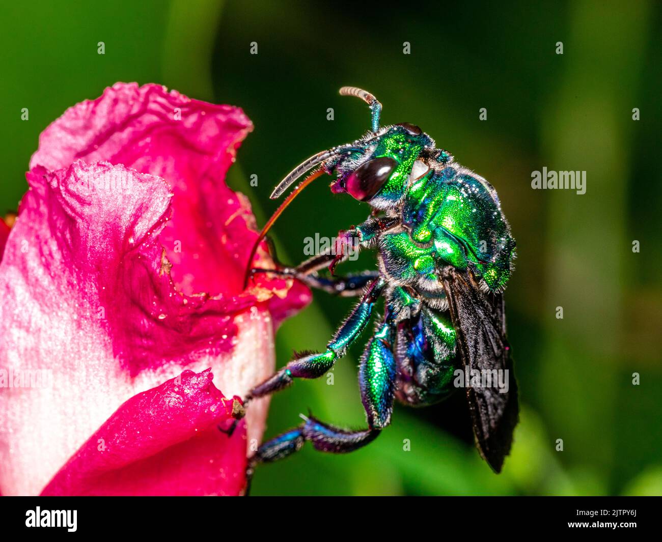 Abeille d'orchidée colorée ou Exaerete sur une fleur tropicale rouge. Faune brésilienne incroyable. Famille Euglossini... Banque D'Images