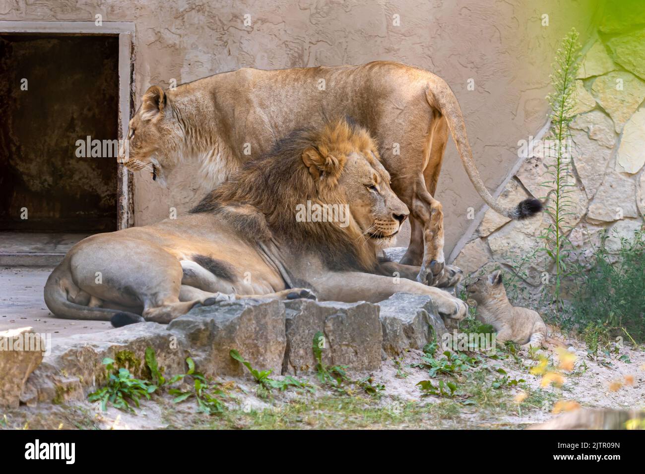 Un couple de lions d'Afrique australe, Panthera leo, repose sur les rochers avec son bébé Banque D'Images