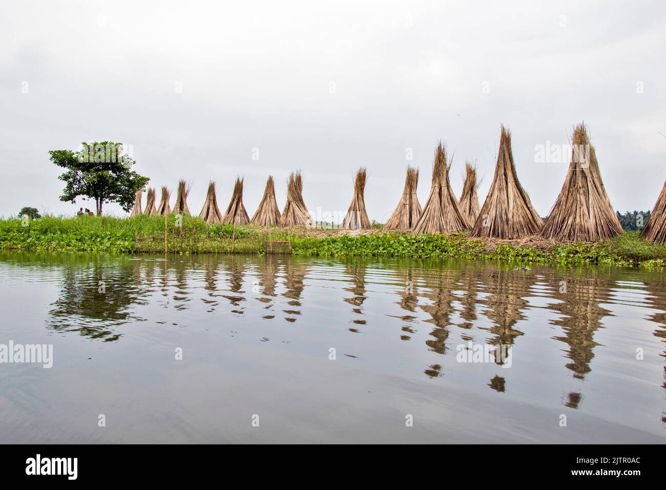 Des bâtons de jute sont rassemblés en un seul endroit et séchés. Le reflet du bâton séché est tombé dans l'eau de l'étang. Banque D'Images