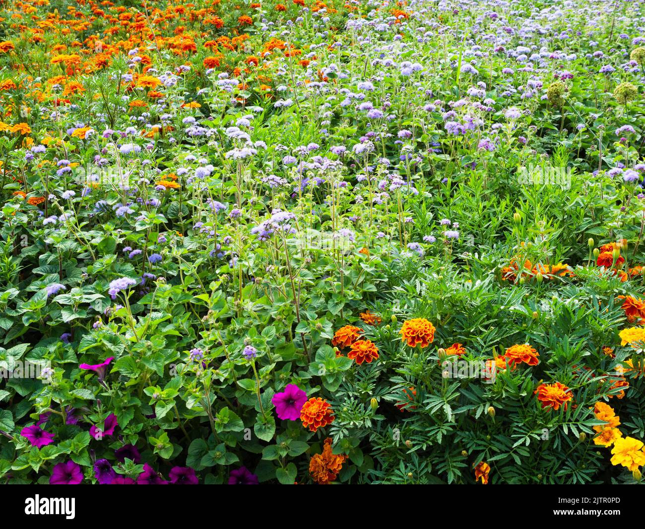 luxuriant jardin fleuri avec différentes fleurs en été Banque D'Images