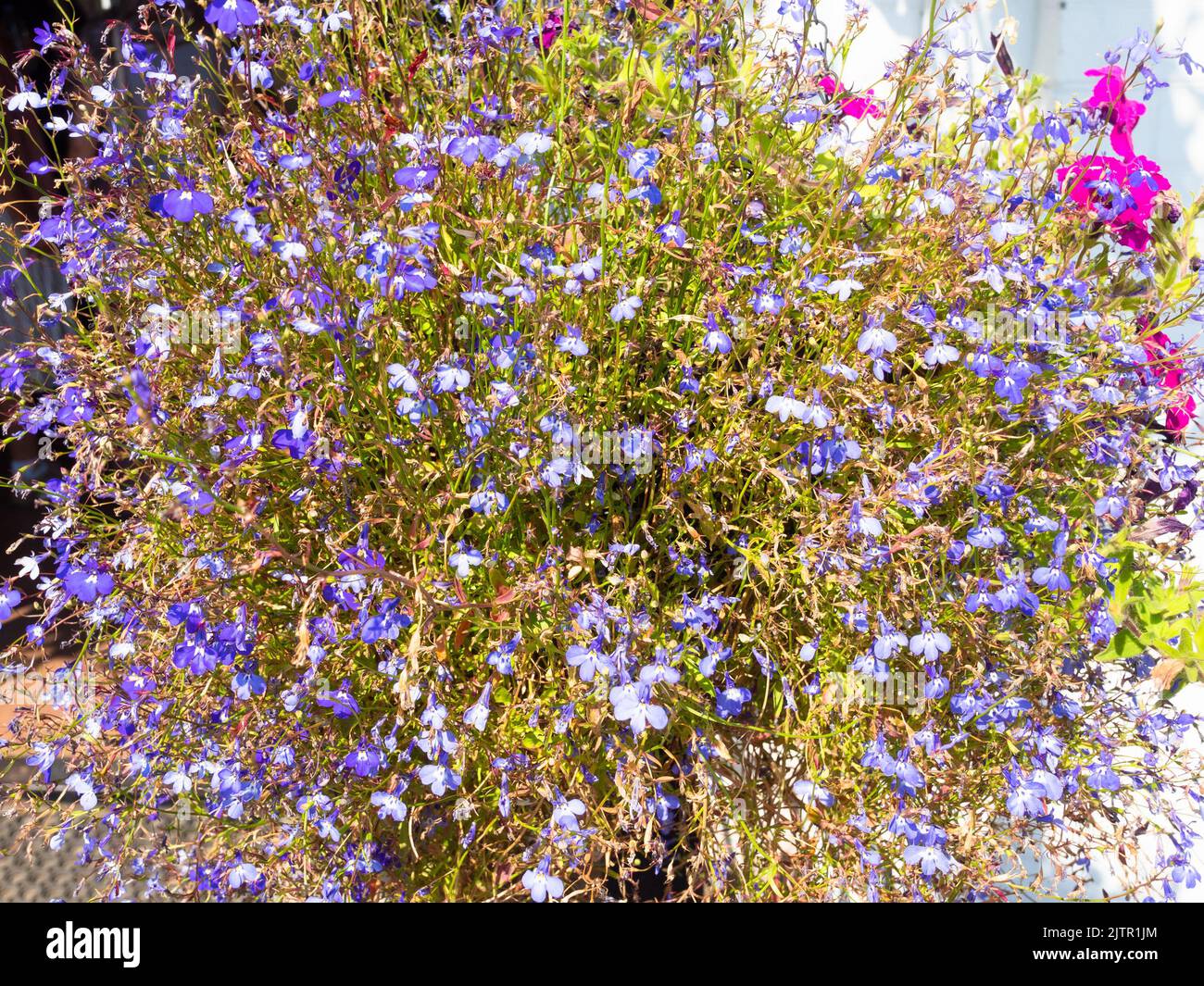 lit de fleur luxuriant en pot à la porte du bâtiment, le jour ensoleillé de l'été Banque D'Images