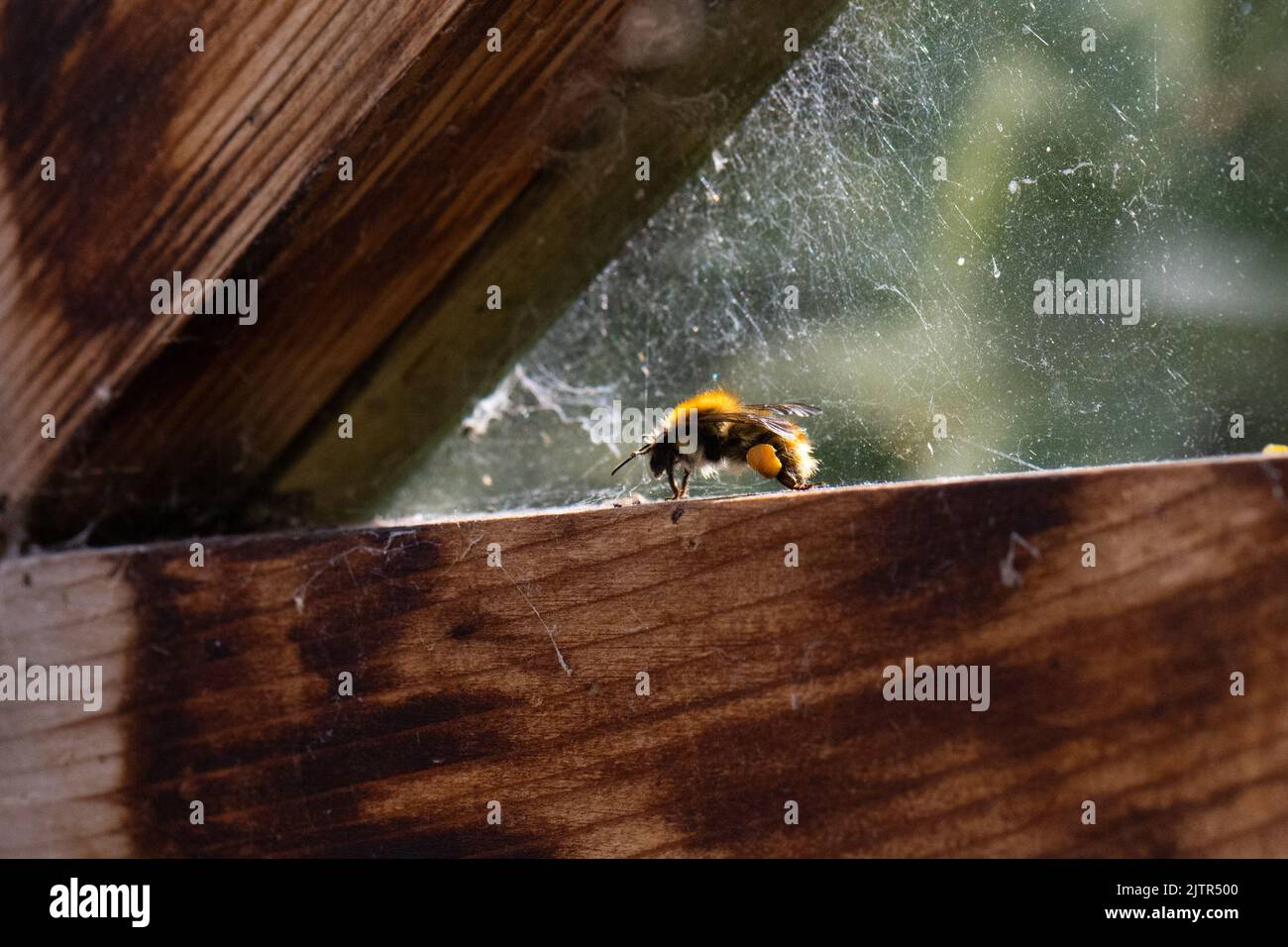 Abeille piégée - abeille commune piégée dans la serre - Royaume-Uni Banque D'Images