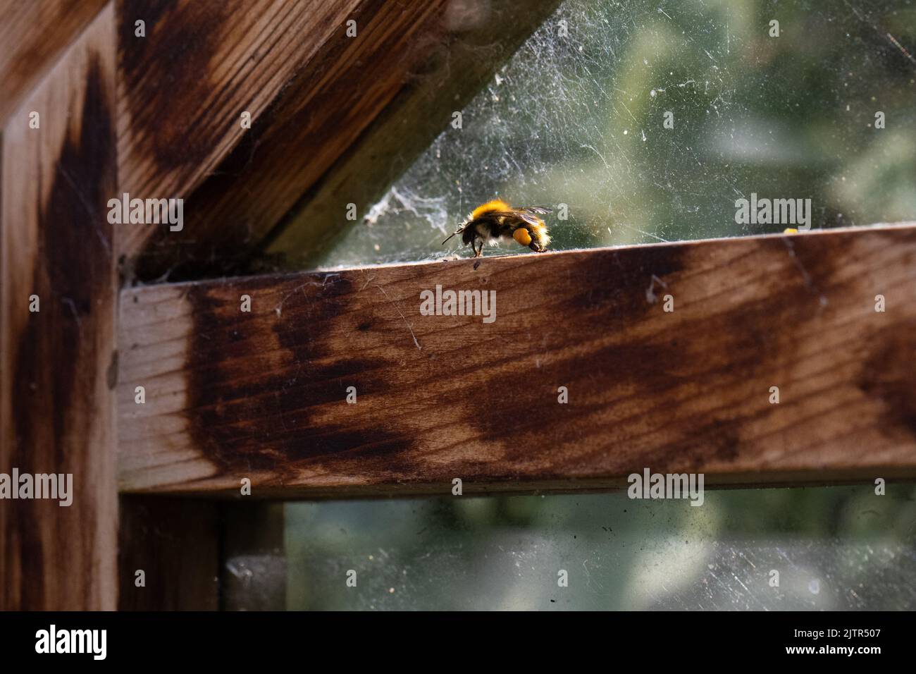 Abeille piégée - abeille commune piégée dans la serre - Royaume-Uni Banque D'Images
