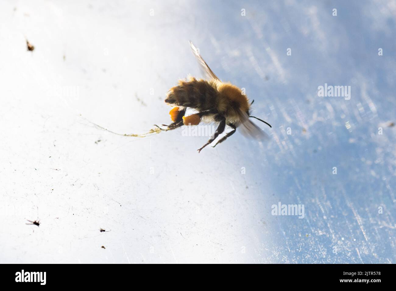 L'abeille commune de carder piégée dans la toile d'araignée et luttant pour se libérer dans la serre - royaume-uni Banque D'Images