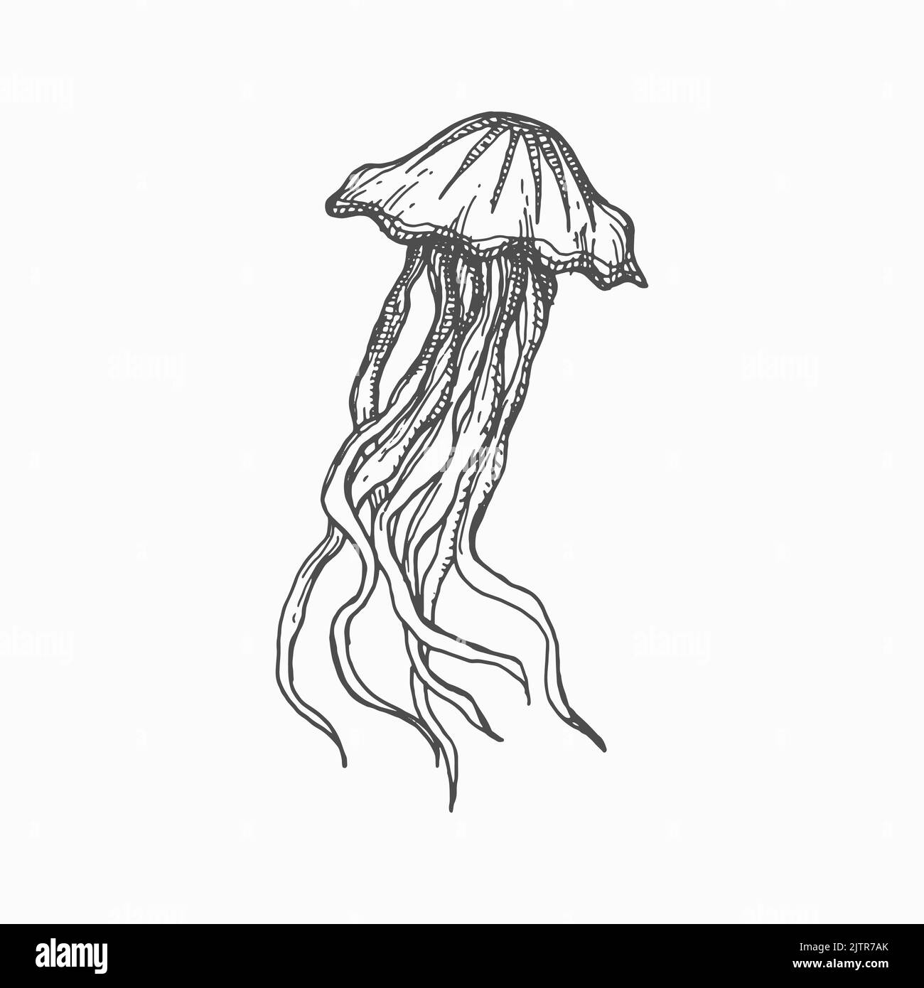 Créature de mer monochrome croquis icône isolé medusa dessin à la main méduse. Créature marine vecteur de natation, gelées de mer Pacific nettle jellyfish. Animal sous-marin, eaux profondes de l'océan caractère marin Illustration de Vecteur
