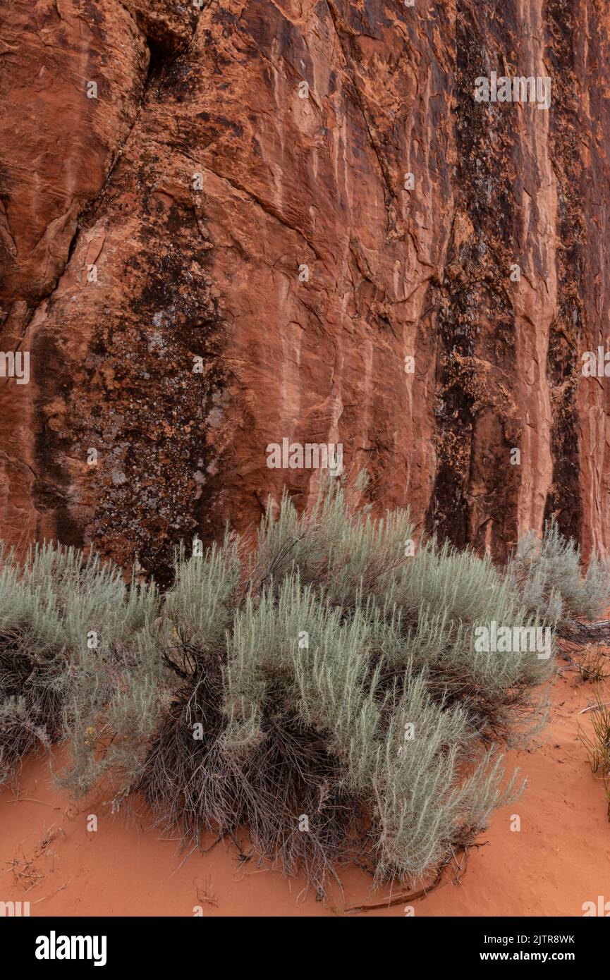 Mojave Ephedra (Ephedra fasiculata) pousse à la base d'une falaise rocheuse rouge colorée de vernis du désert, Corona Arch Trail, comté de San Juan, Utah Banque D'Images