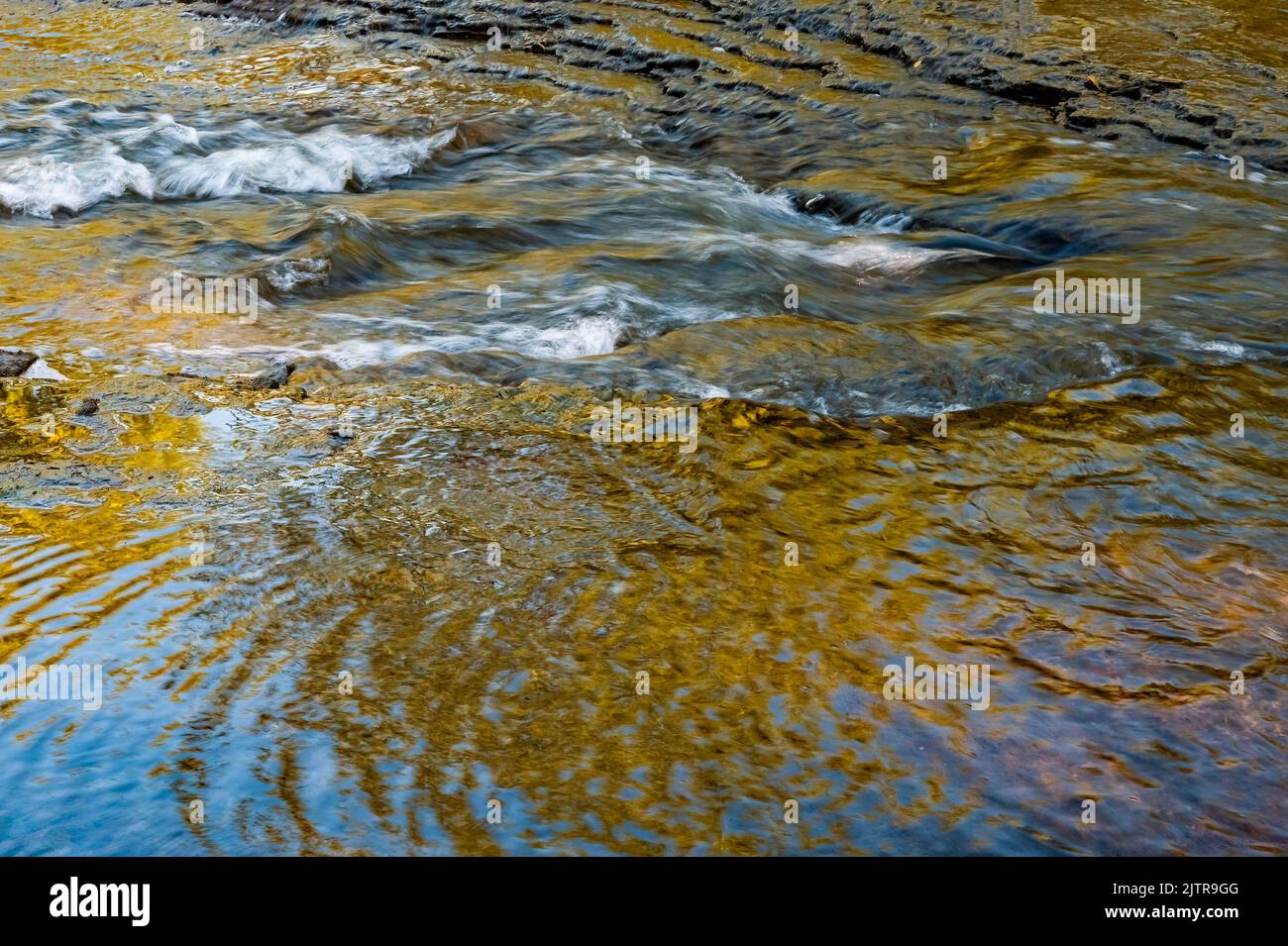 Le feuillage est devenu jaune non pas à l'automne mais en début de matinée lumière chaude , poisson d'État des Plaines et réserve d'animaux, comté de Wwill, Illinois Banque D'Images