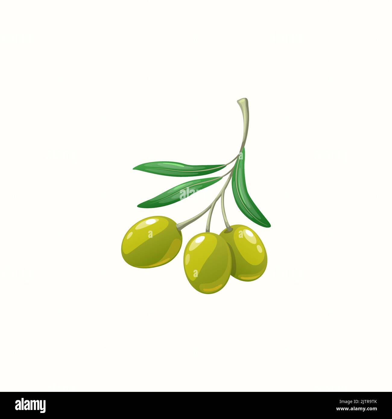Fruits mûrs bio olive botanique sur la branche avec des feuilles isolées. Vector mûr vert olive huiles cuisine méditerranéenne nourriture, nutrition veggies. Huile extra vierge et ingrédients cosmétiques naturels Illustration de Vecteur