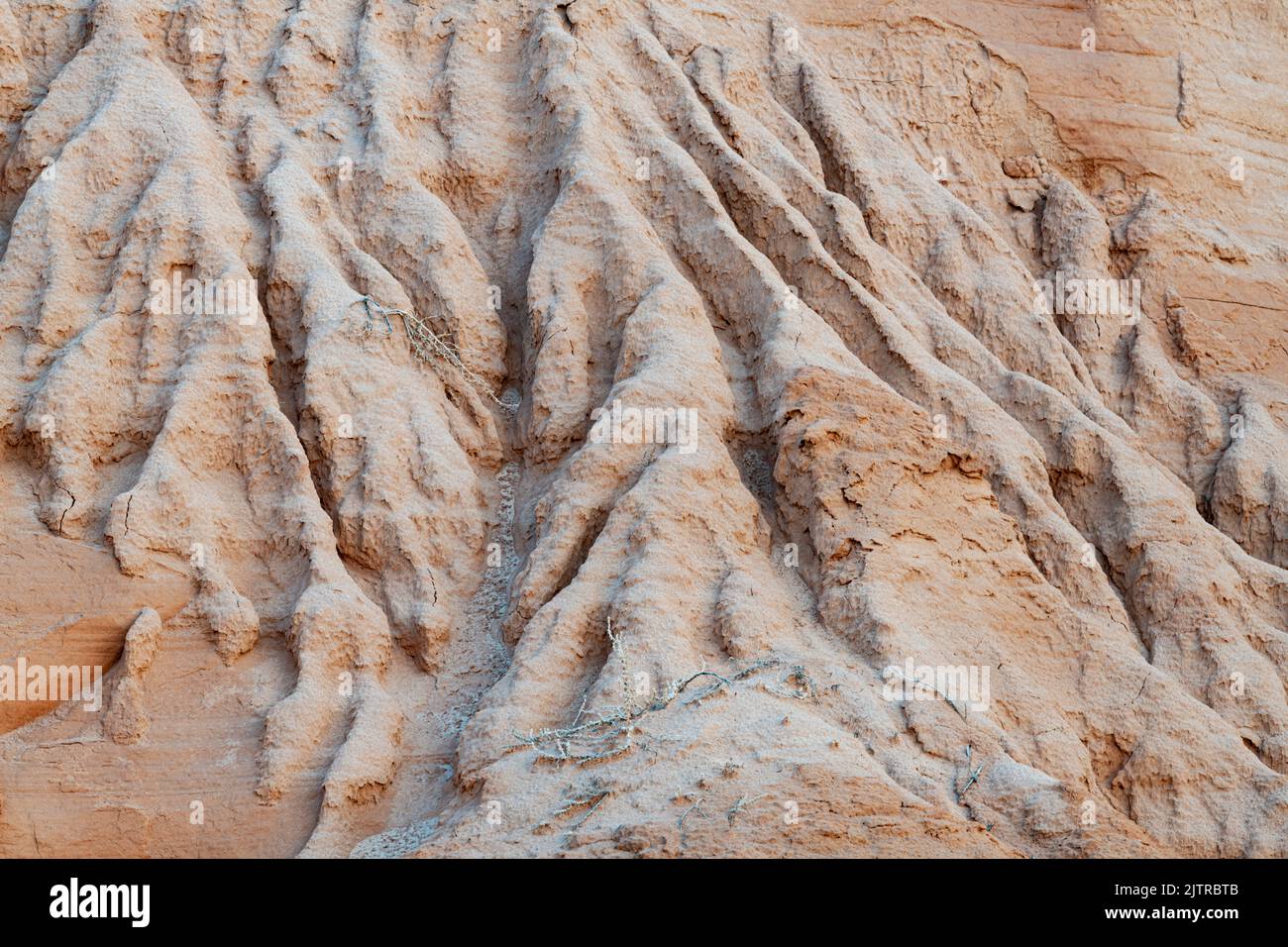 Motifs d'érosion les textures contrastent avec les textures des branches dépoussiérées, Goblin Valley State Park, Emery County, Utah Banque D'Images