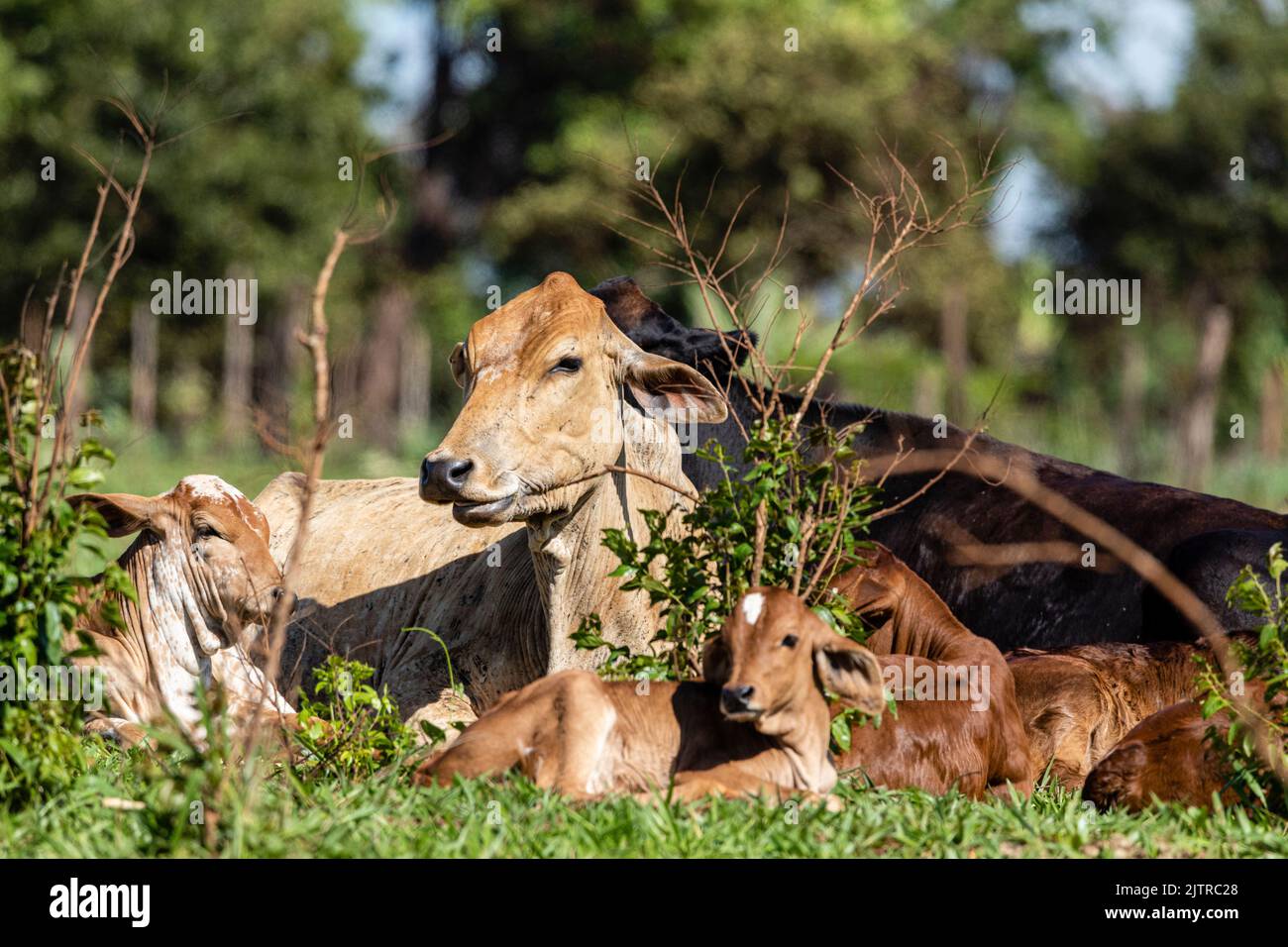 Le bétail, ou les vaches, sont le type le plus commun de grands ongulés domestiqués. Ils sont un membre moderne éminent de la sous-famille Bovinae, sont les plus W Banque D'Images