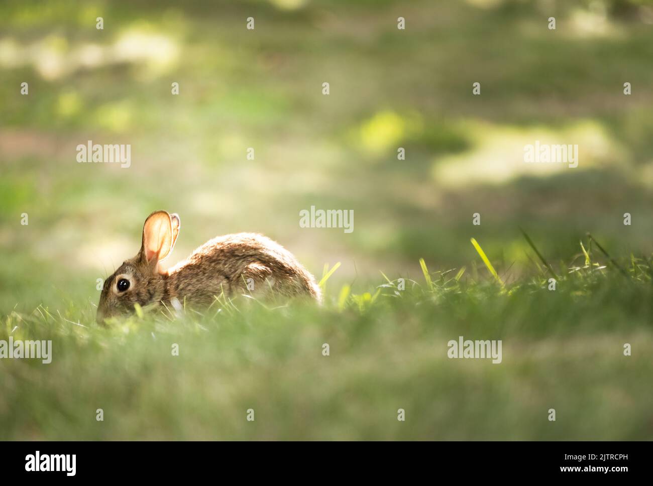 Le jeune lapin de l'est, silvilagus floridanus, fourrager dans l'herbe avec des pommes de soleil tout autour au printemps, en été, ou en automne Banque D'Images