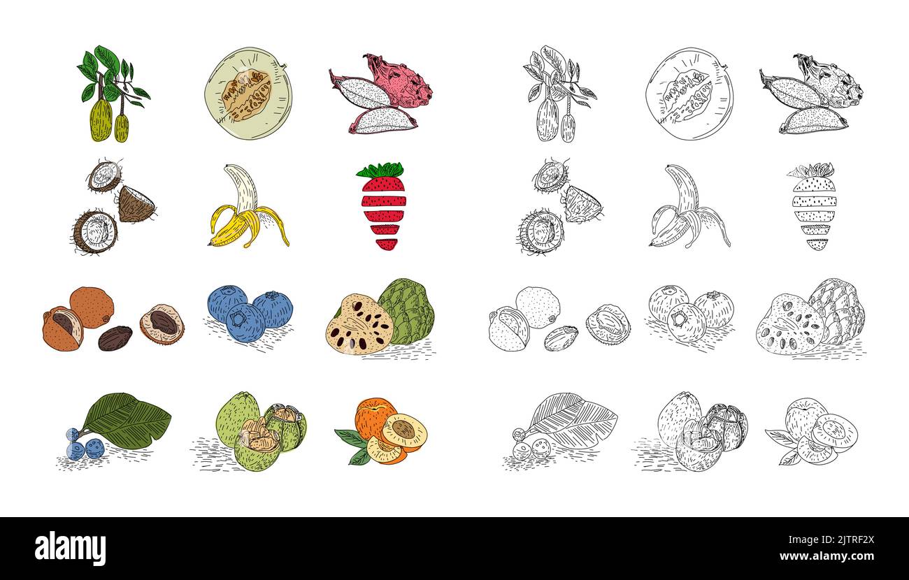 Ensemble vectoriel de style fruit dessiné à la main. Illustration de fruits colorés et monochromes pour le produit agricole design. Élément de conception pour affiche, menu, prospectus, bann Illustration de Vecteur