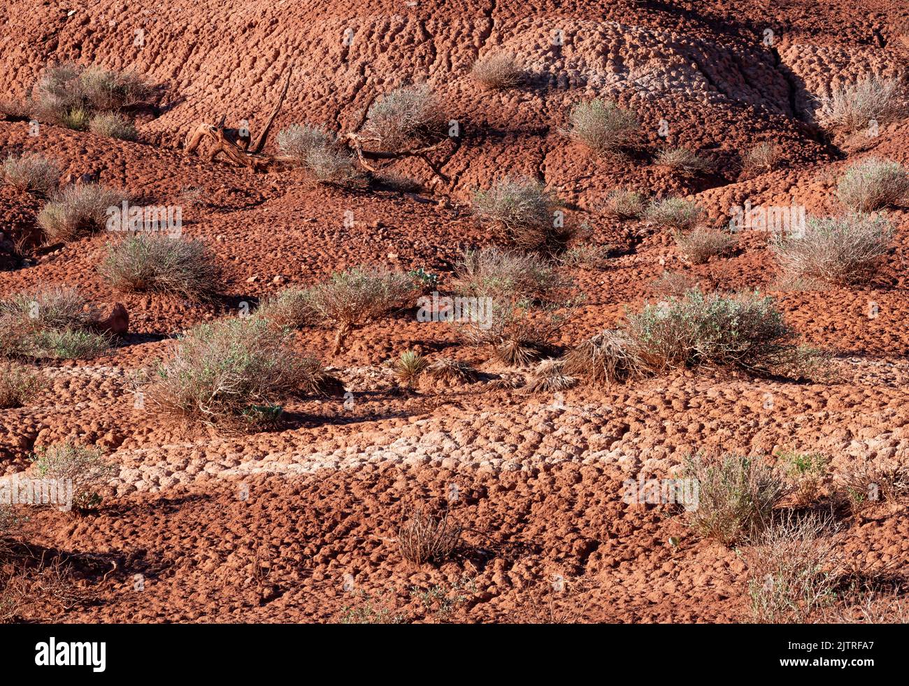 Des motifs sont observés dans le sol du désert au parc national de Capitol Reef, dans le comté de Wayne, Utah Banque D'Images