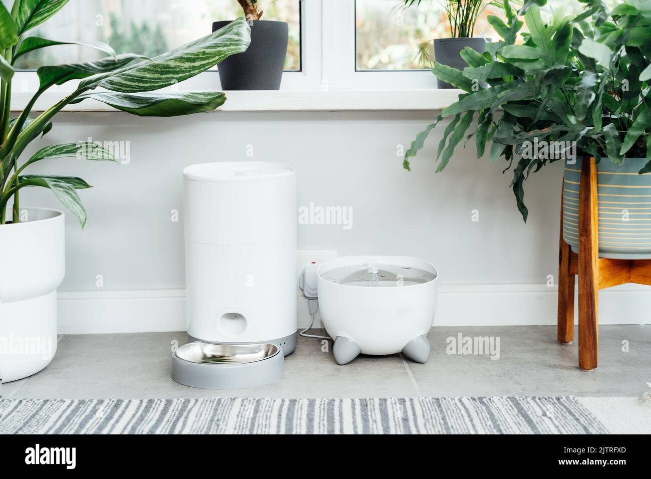 Alimenteur automatique intelligent avec fontaine d'eau et distributeur d'aliments secs dans un intérieur confortable. La vie à la maison avec un animal de compagnie. Concept de régime alimentaire sain pour animaux de compagnie. Banque D'Images Alimenteur automatique intelligent avec fontaine d'eau et distributeur d'aliments secs dans un intérieur confortable. La vie à la maison avec un animal de compagnie. Concept de régime alimentaire sain pour animaux de compagnie. Banque D'Images