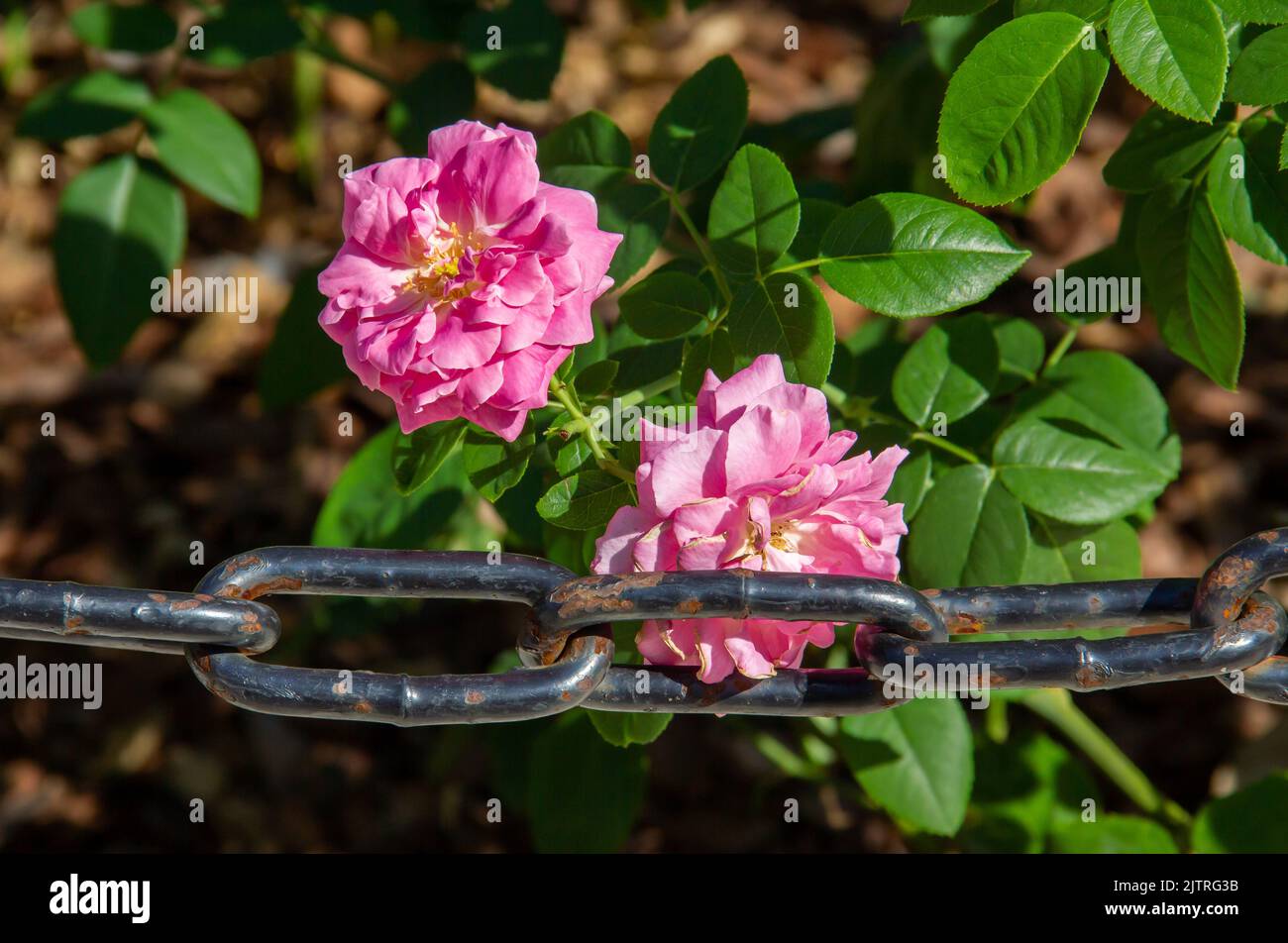 Avec une chaîne en métal, il y a des roses pourpres Banque D'Images