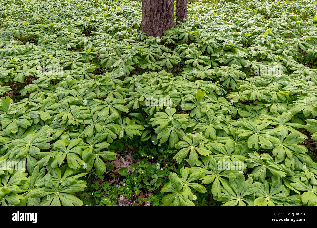 Les Maypommes remplissent le plancher forestier dans une zone de plaine de la réserve forestière de Black Partridge Woods, comté de Cook, Illinois Banque D'Images Les Maypommes remplissent le plancher forestier dans une zone de plaine de la réserve forestière de Black Partridge Woods, comté de Cook, Illinois Banque D'Images