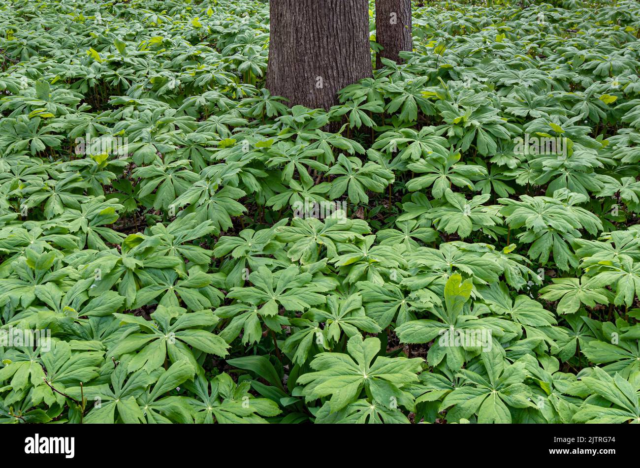 Les Maypommes remplissent le plancher forestier dans une zone de plaine de la réserve forestière de Black Partridge Woods, comté de Cook, Illinois Banque D'Images Les Maypommes remplissent le plancher forestier dans une zone de plaine de la réserve forestière de Black Partridge Woods, comté de Cook, Illinois Banque D'Images
