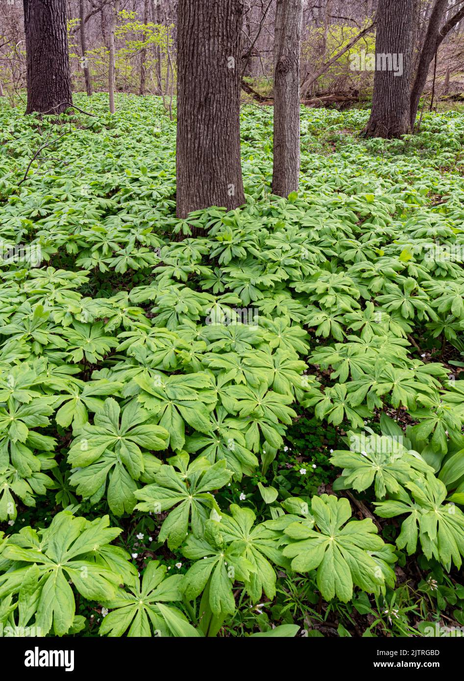 Les Maypommes remplissent le plancher forestier dans une zone de plaine de la réserve forestière de Black Partridge Woods, comté de Cook, Illinois Banque D'Images Les Maypommes remplissent le plancher forestier dans une zone de plaine de la réserve forestière de Black Partridge Woods, comté de Cook, Illinois Banque D'Images