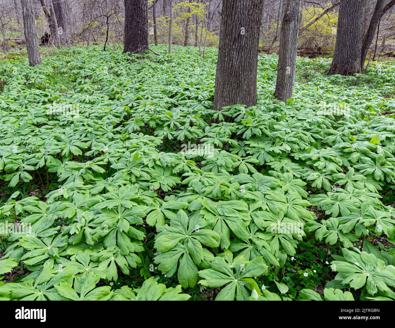 Les Maypommes remplissent le plancher forestier dans une zone de plaine de la réserve forestière de Black Partridge Woods, comté de Cook, Illinois Banque D'Images Les Maypommes remplissent le plancher forestier dans une zone de plaine de la réserve forestière de Black Partridge Woods, comté de Cook, Illinois Banque D'Images