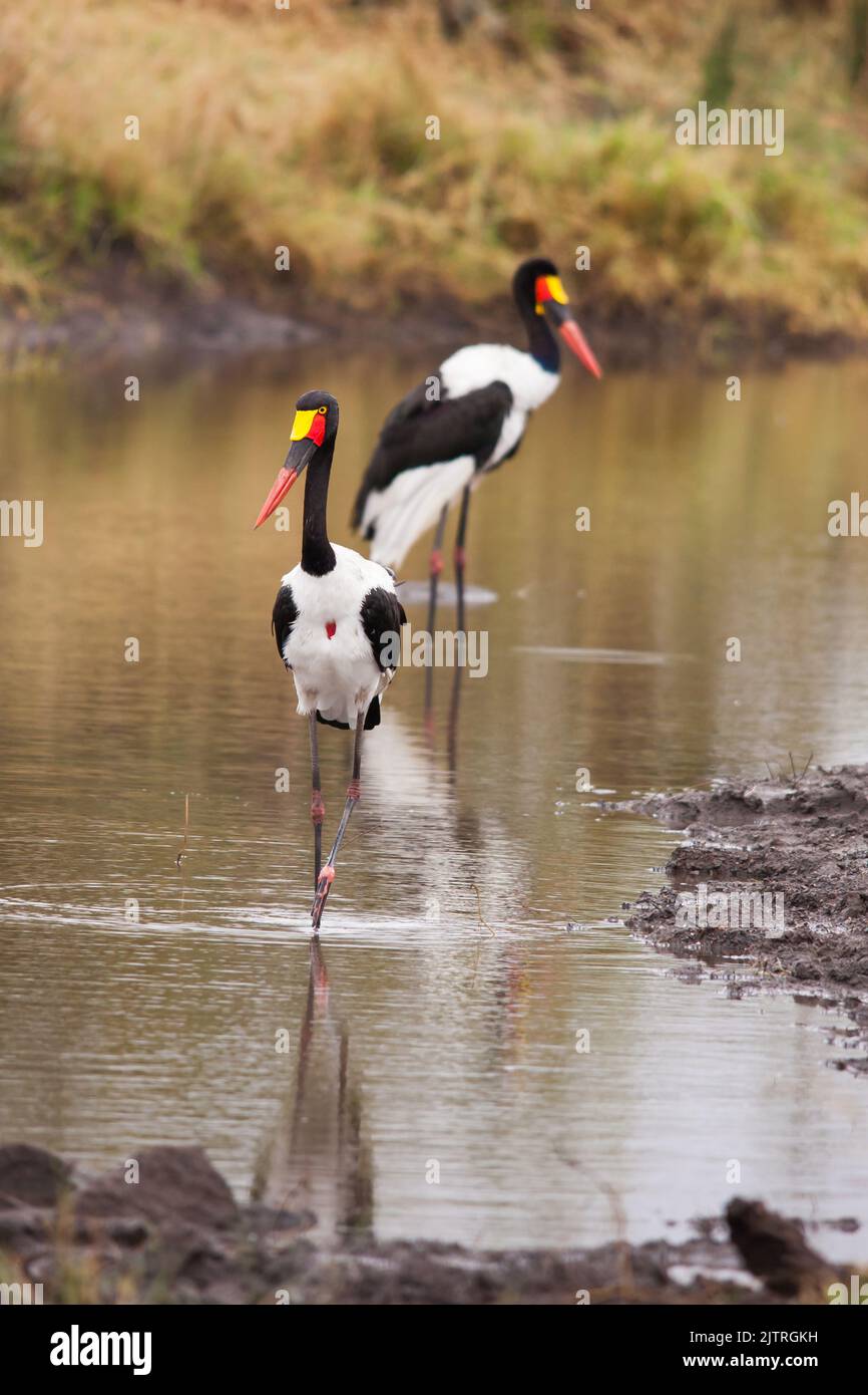 Stork à bec grêle (Ephippiorhynchus senegalensis) 15039 Banque D'Images