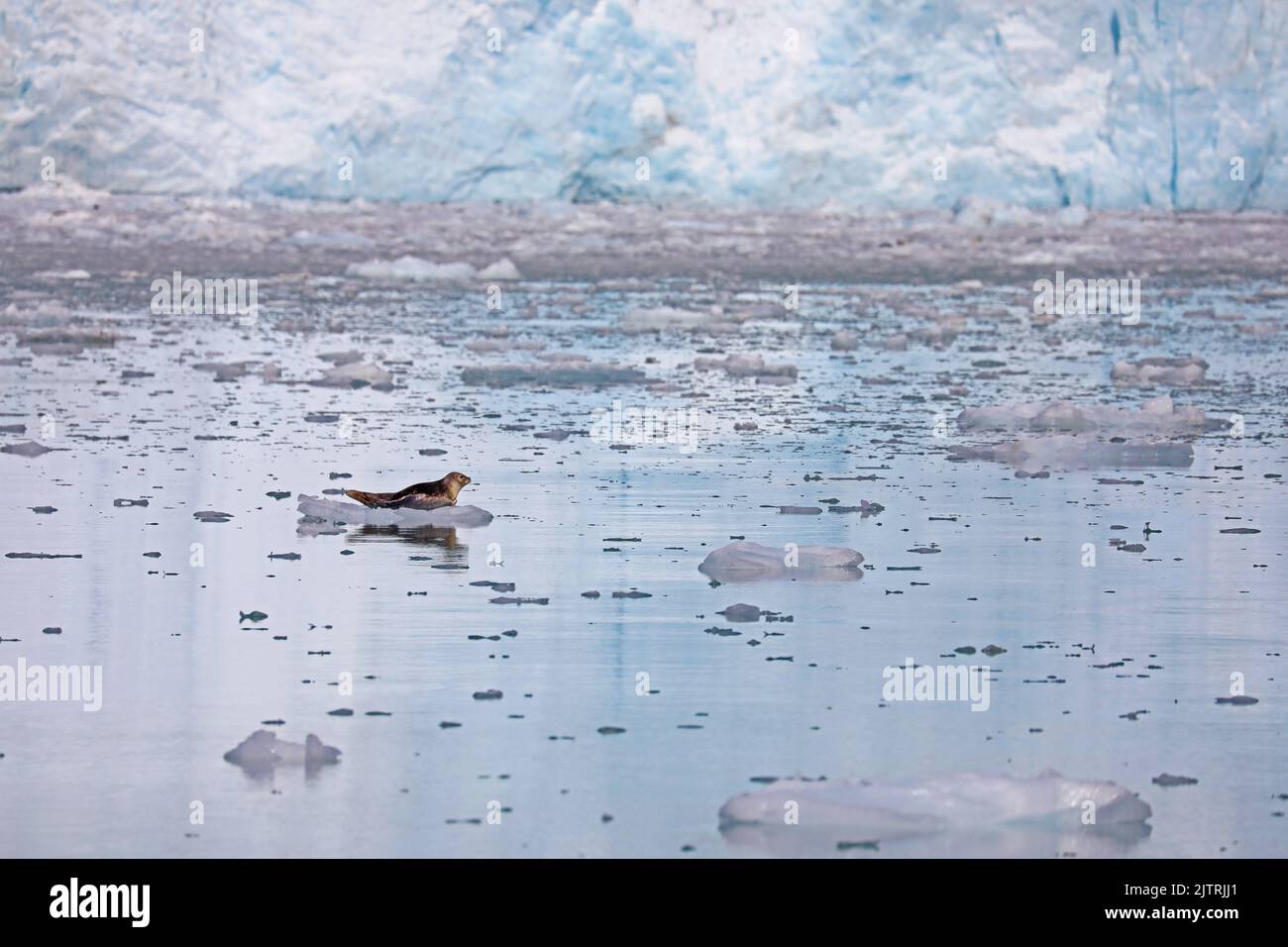 Phoque du port reposant devant un glacier, en Alaska Banque D'Images