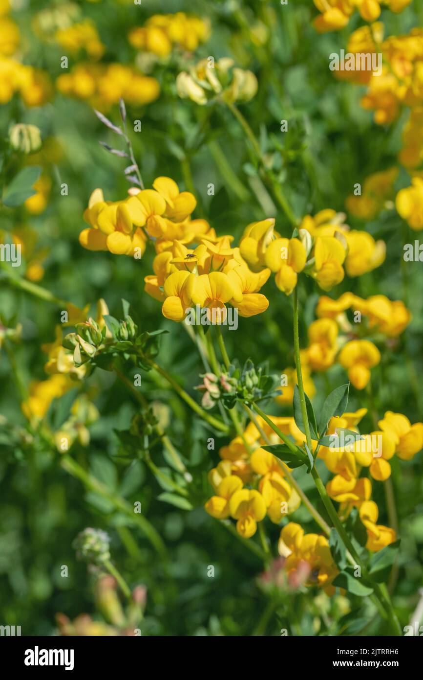 Trèfle de pied d'oiseau (Lotus corniculatus). Banque D'Images