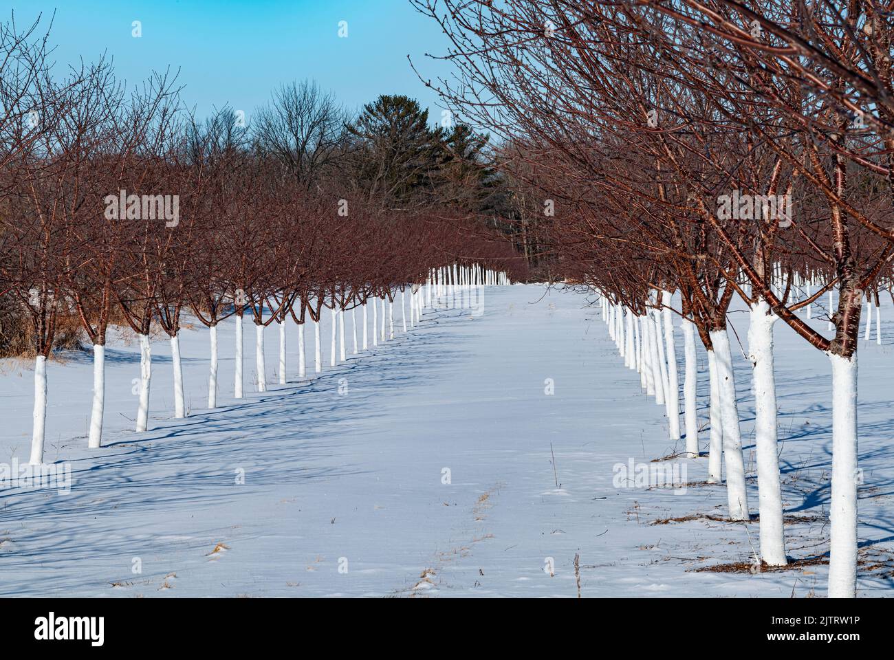 Les cerisiers jettent de longues ombres hivernales sur un verger enneigé, à Ellison Bay, dans le comté de Door, Wisconsin Banque D'Images