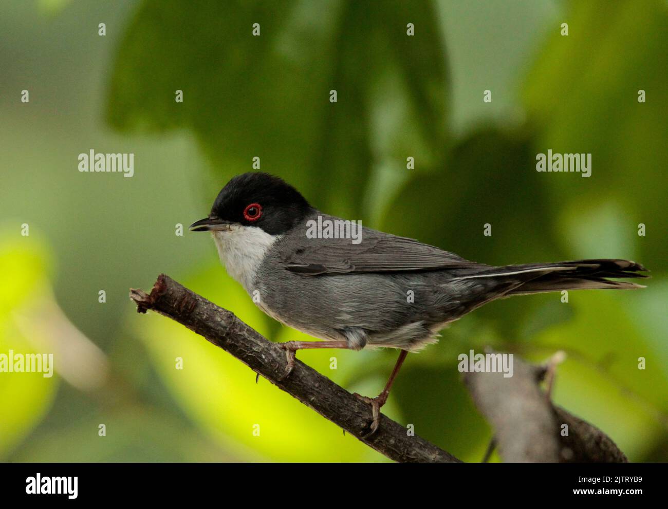 Paruline sarde perchée sur une branche d'arbre. C'est un oiseau essentiellement sédentaire, bien qu'on puisse vraiment dire qu'il fait un peu de post-reproduction. Banque D'Images